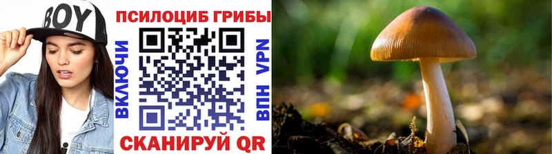 Псилоцибиновые грибы Psilocybe  Купить где  Канаш 